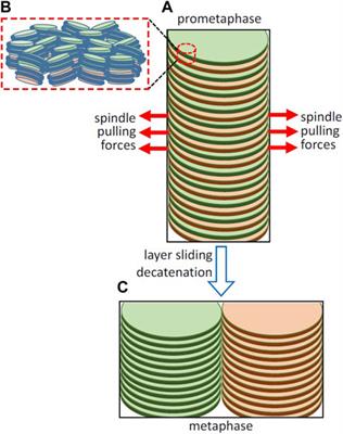 Hypothesis: The opposing pulling forces exerted by spindle microtubules can cause sliding of chromatin layers and facilitate sister chromatid resolution